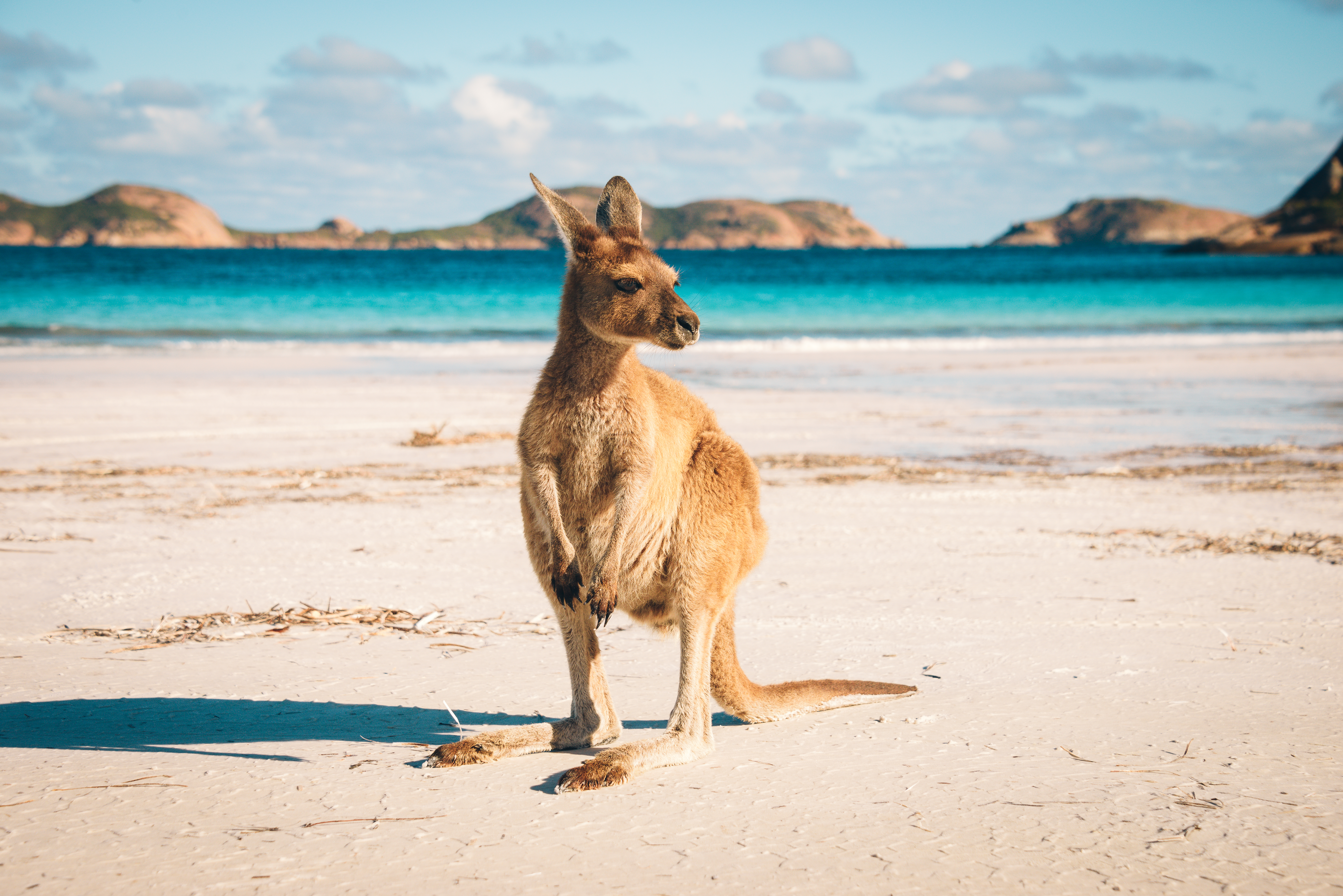 Australian Kangaroo